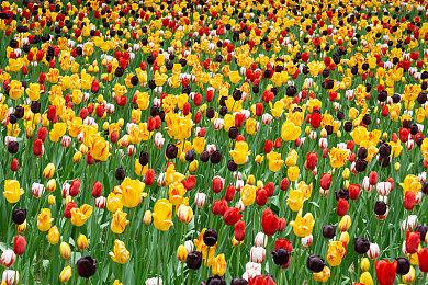 《牧场物语 来吧！风之繁华集市》公布Steam国区售价与发售时间