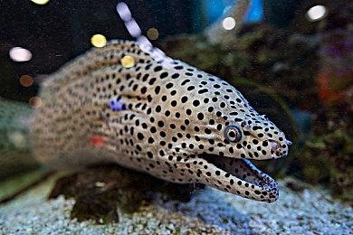 基岩版《我的世界》v1.18.31上线 试行旁观者模式